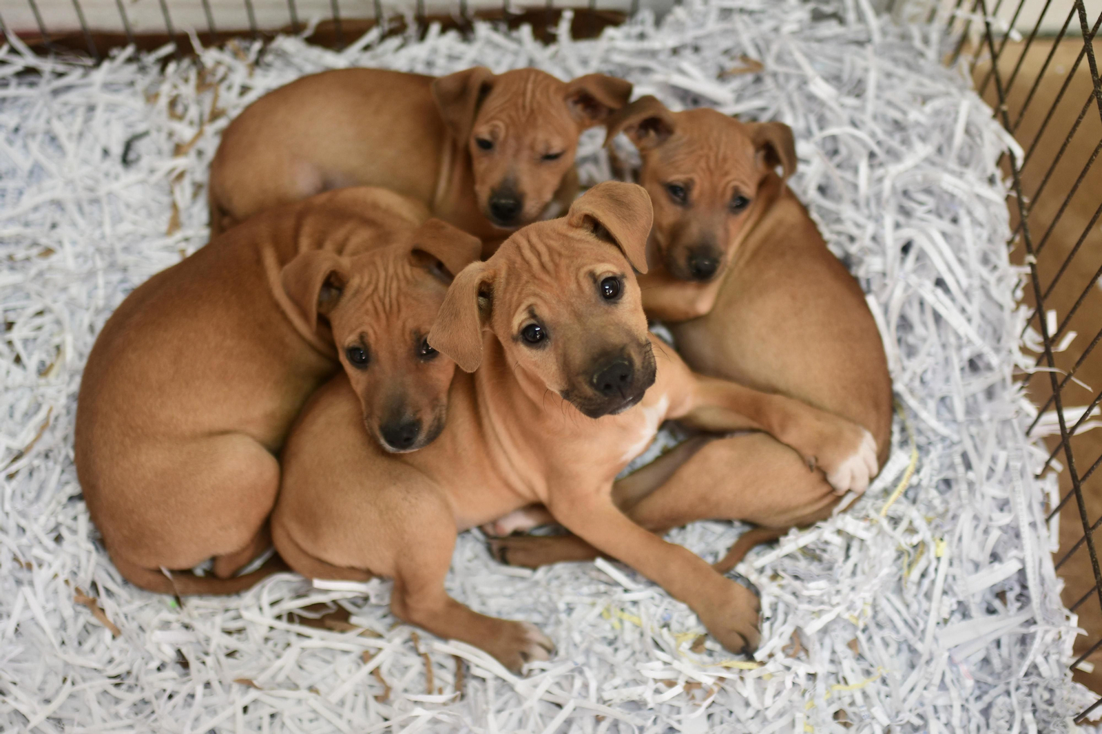 Mascotas que esperan dueño en las perreras de Sadeco
