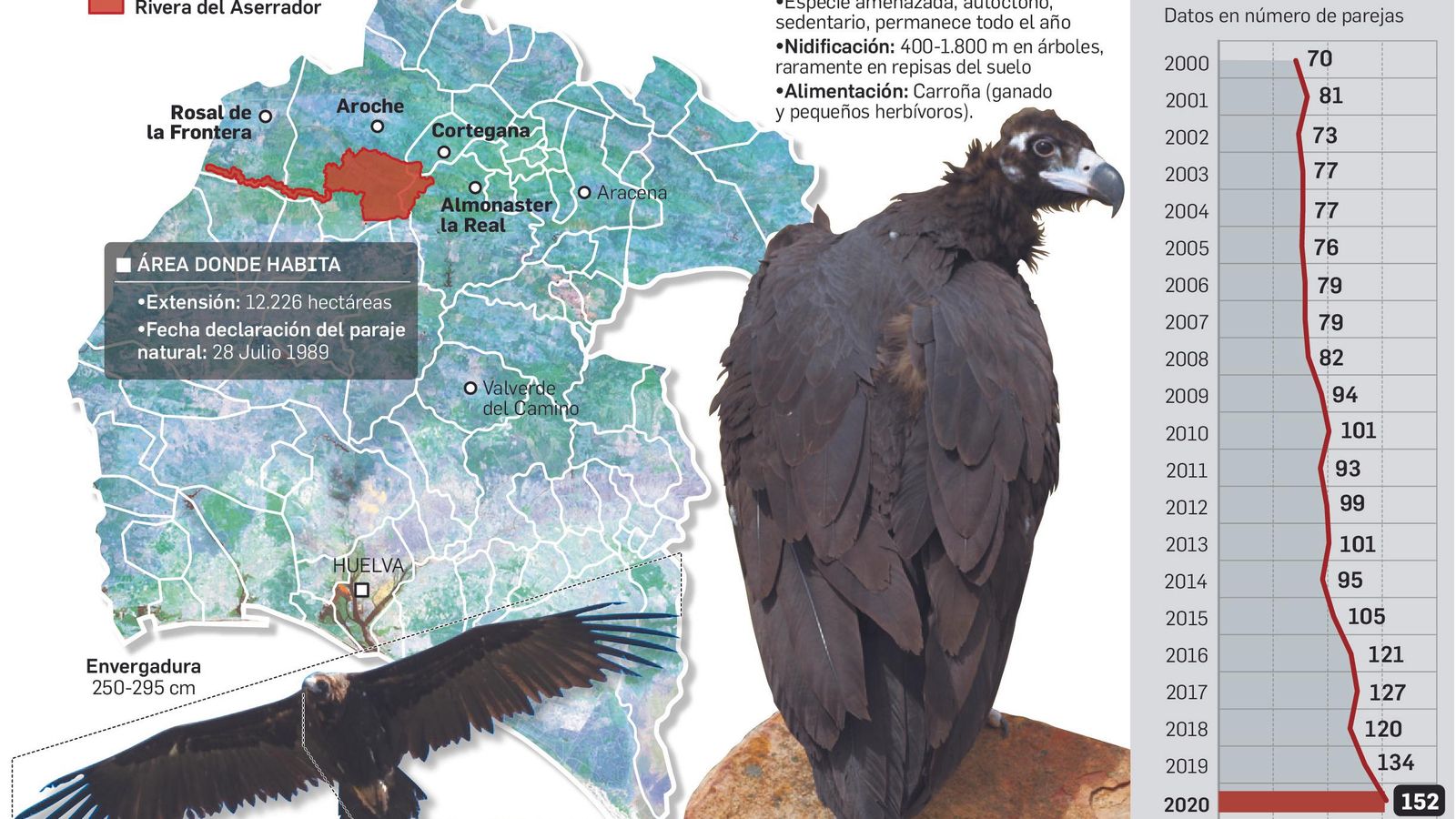 Evolución de la colonia de buitre negro en la provincia de Huelva.
