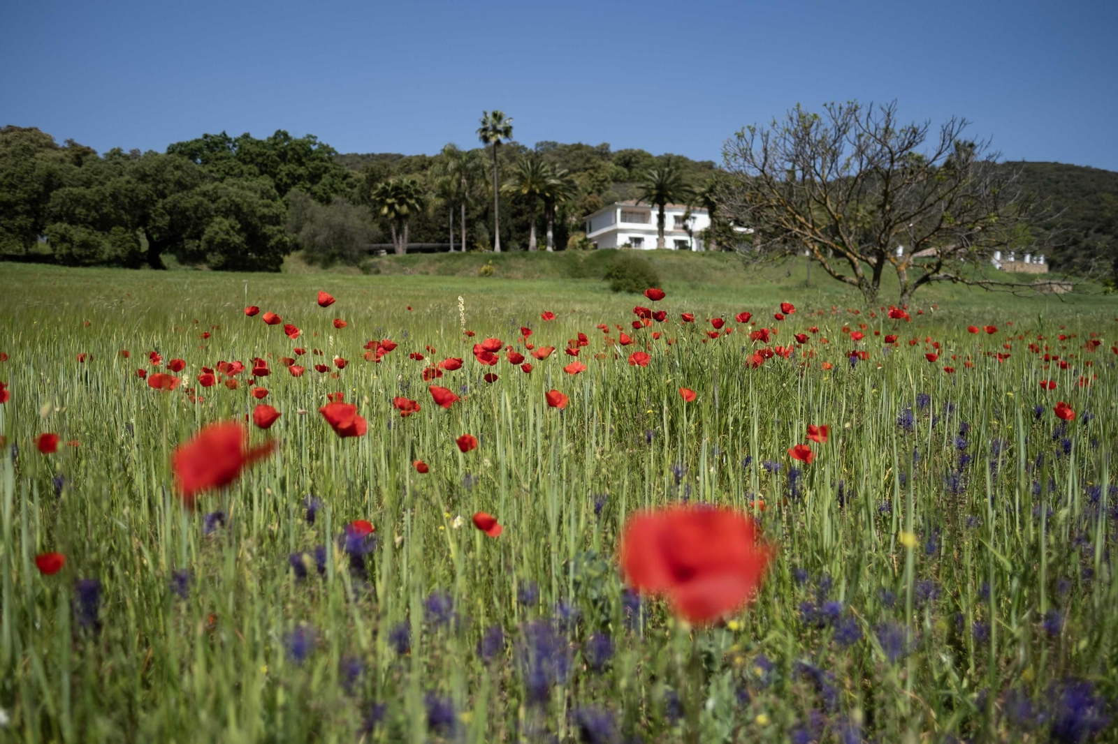 Primavera en la Serranía de Ronda, en imágenes.