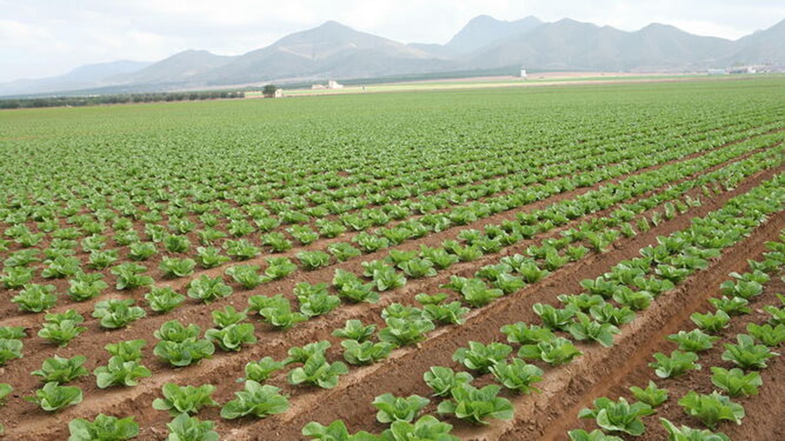 Sembrado de lechugas