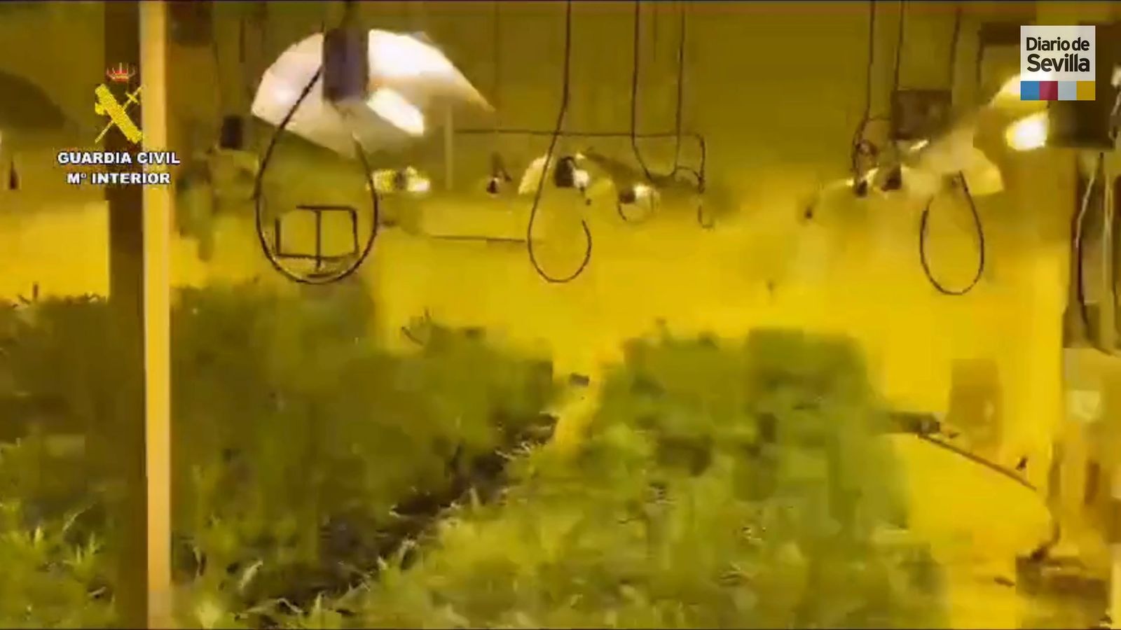 La Guardia Civil detiene a dos personas e incauta 636 plantas de marihuana en Lora del Río