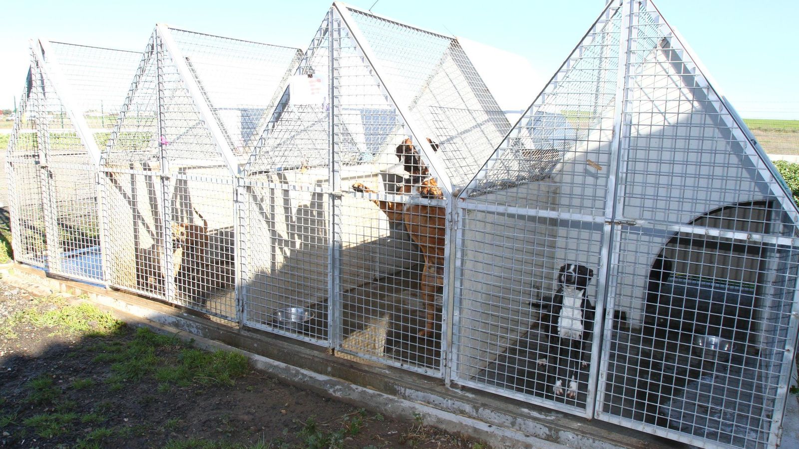 Algunos de los perros que se encuentran en el centro municipal.