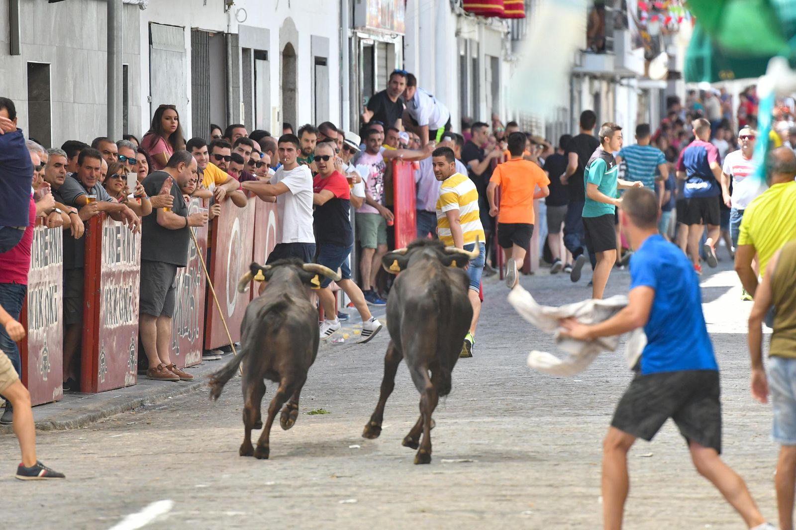 Asistentes a la última edición de los encierros de El Viso.