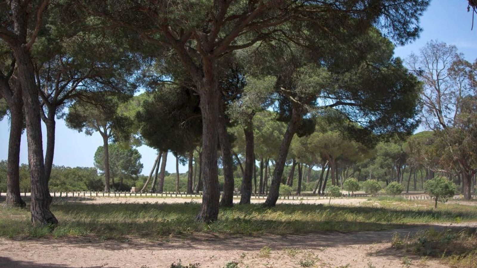 Imagen del Pinar de la Algaida.