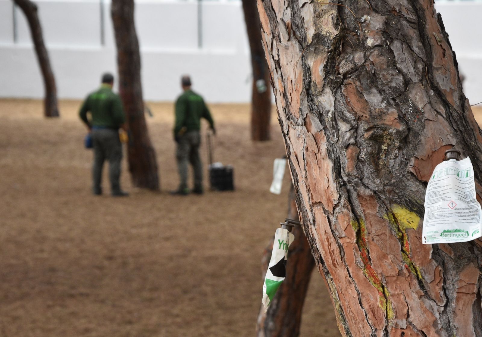 Punta Umbría comienza un tratamiento contra la procesionaria, que afecta a 1.200 pinos