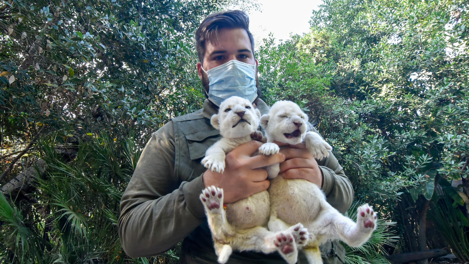Las fotos de los chachorros de leones blancos de Jimena