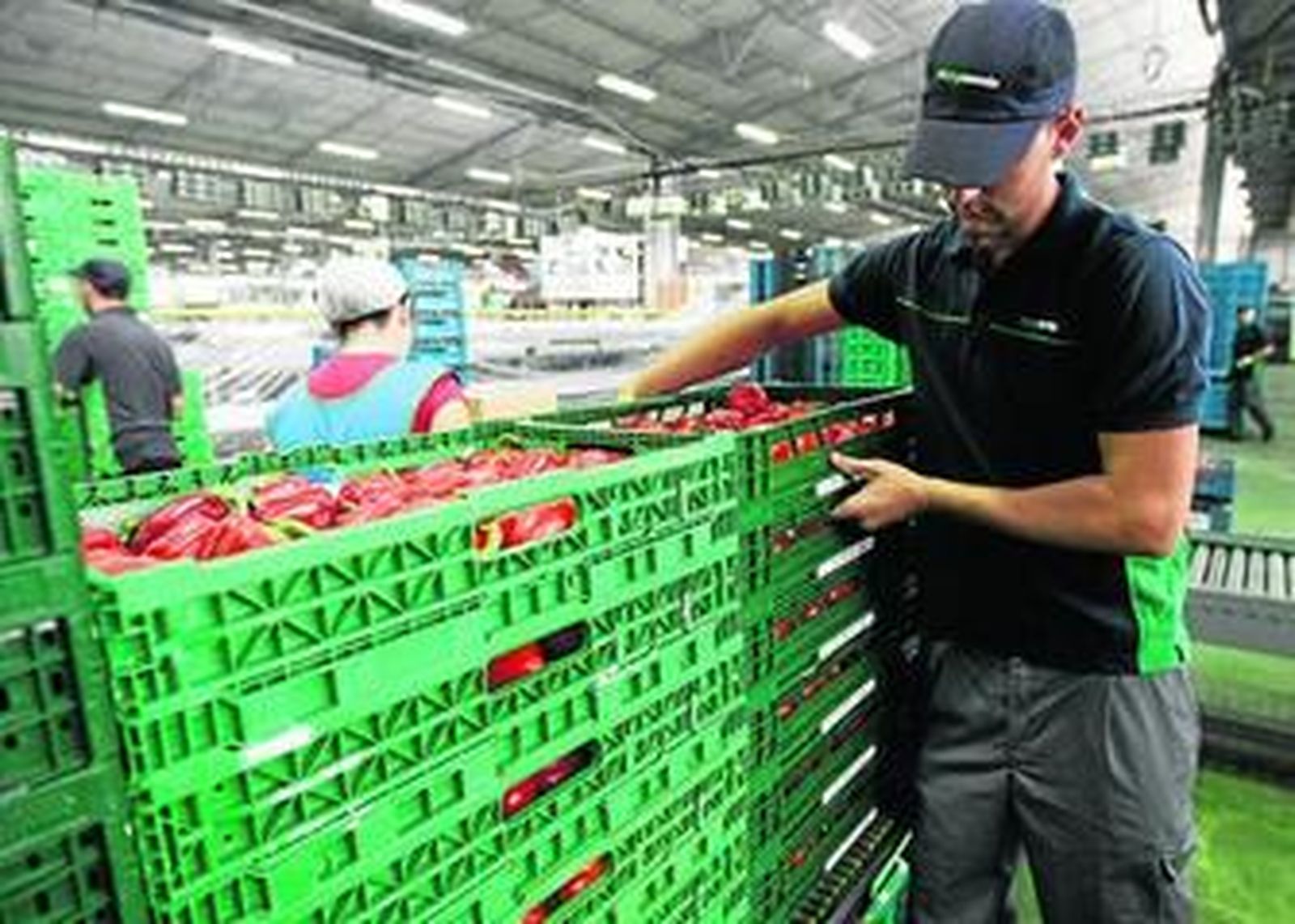 Las cooperativas agrarias almerienses se juegan 40 millones de euros en ayudas europeas.