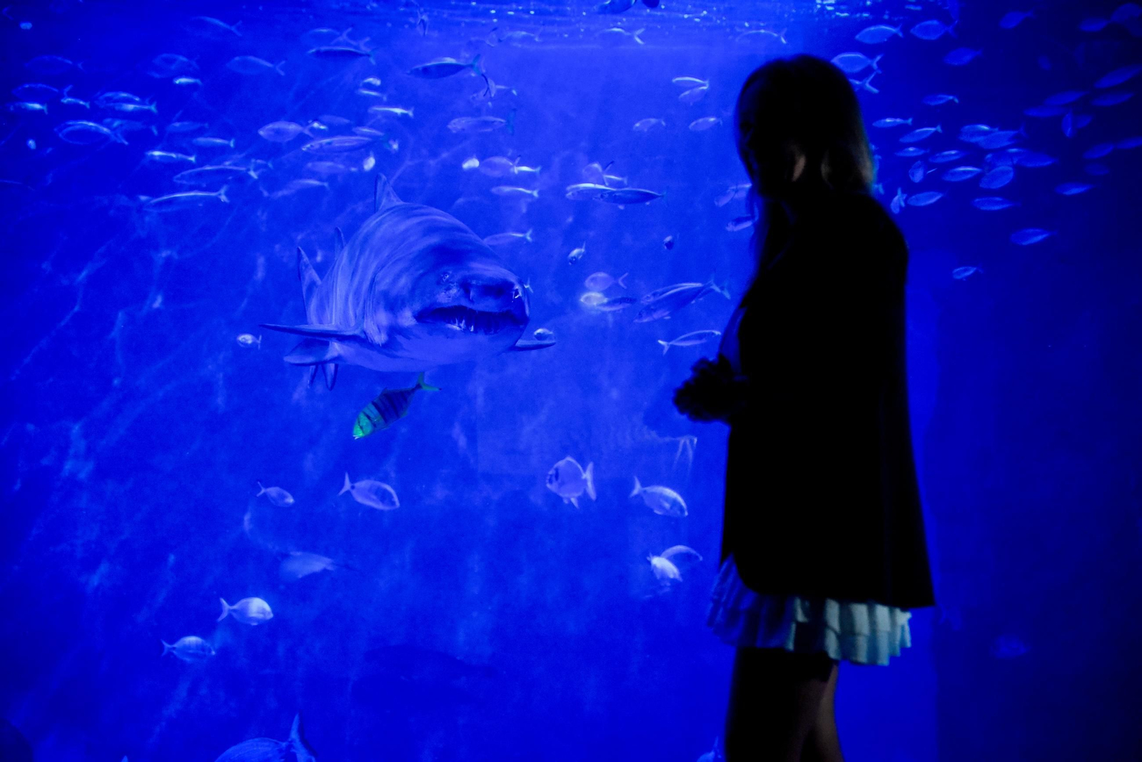 10 aniversario del Acuario de Sevilla