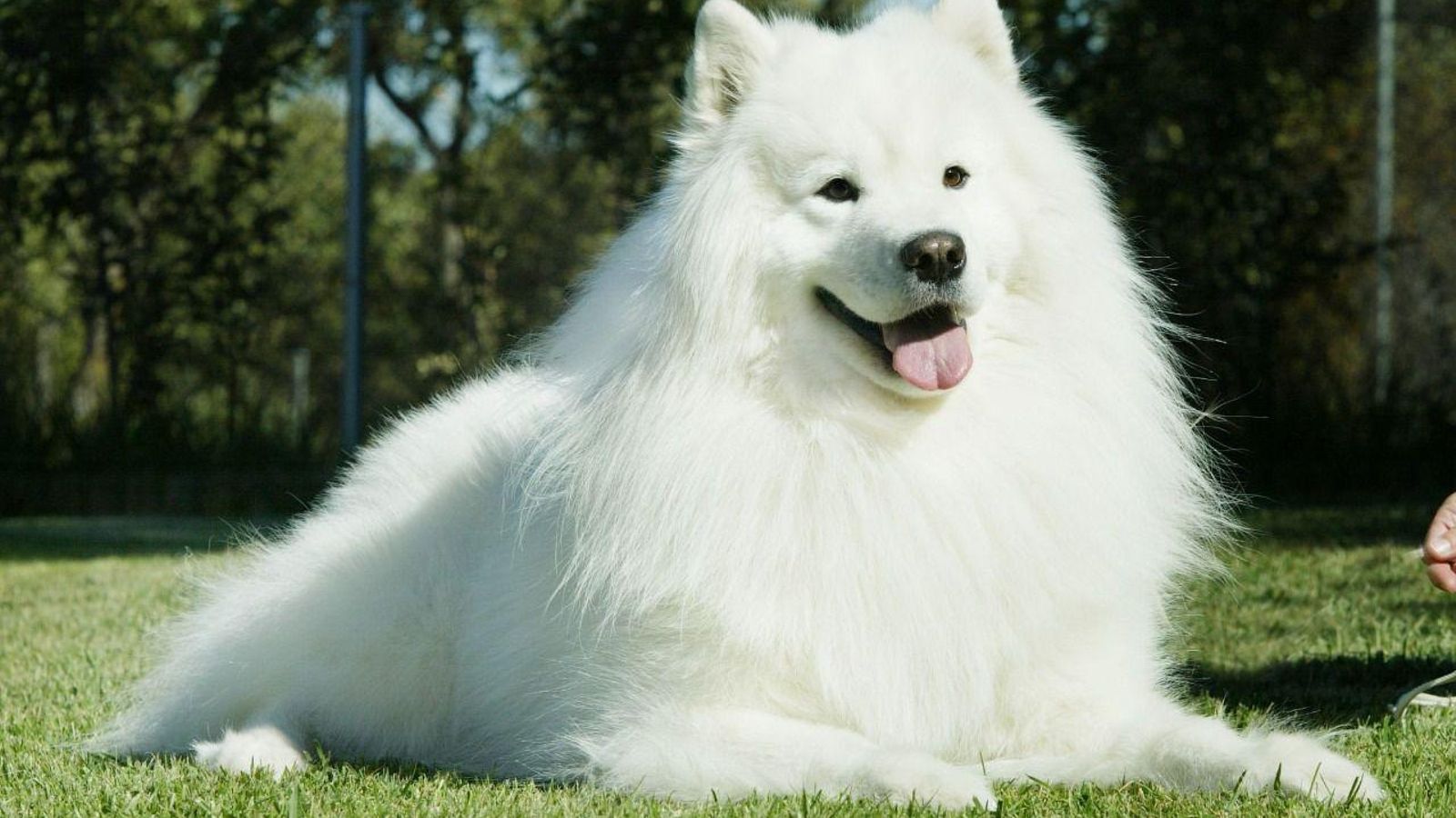 Samoyedo