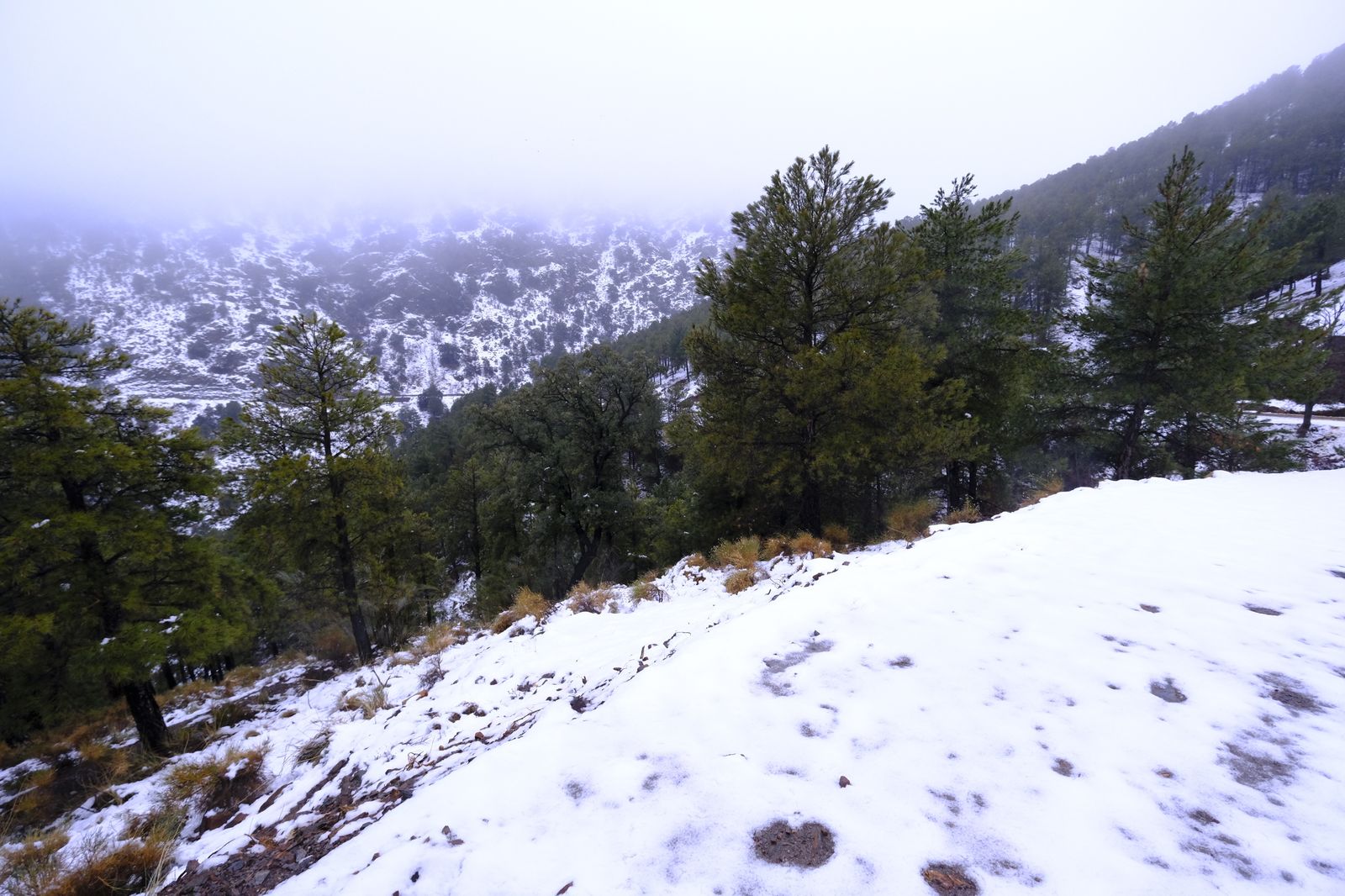 Fotogalería nevada en la Provincia de Almería