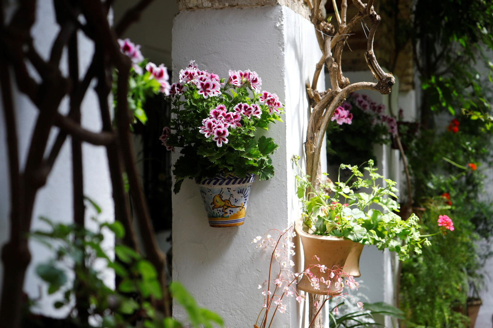Los patios de Córdoba de la ruta Judería-San Francisco, en imágenes