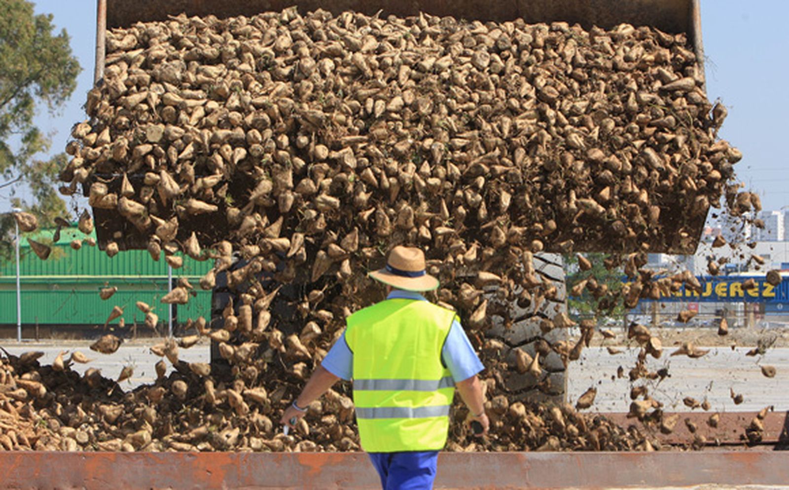 Azucarera comienza en Guadalete la campaña de remolacha