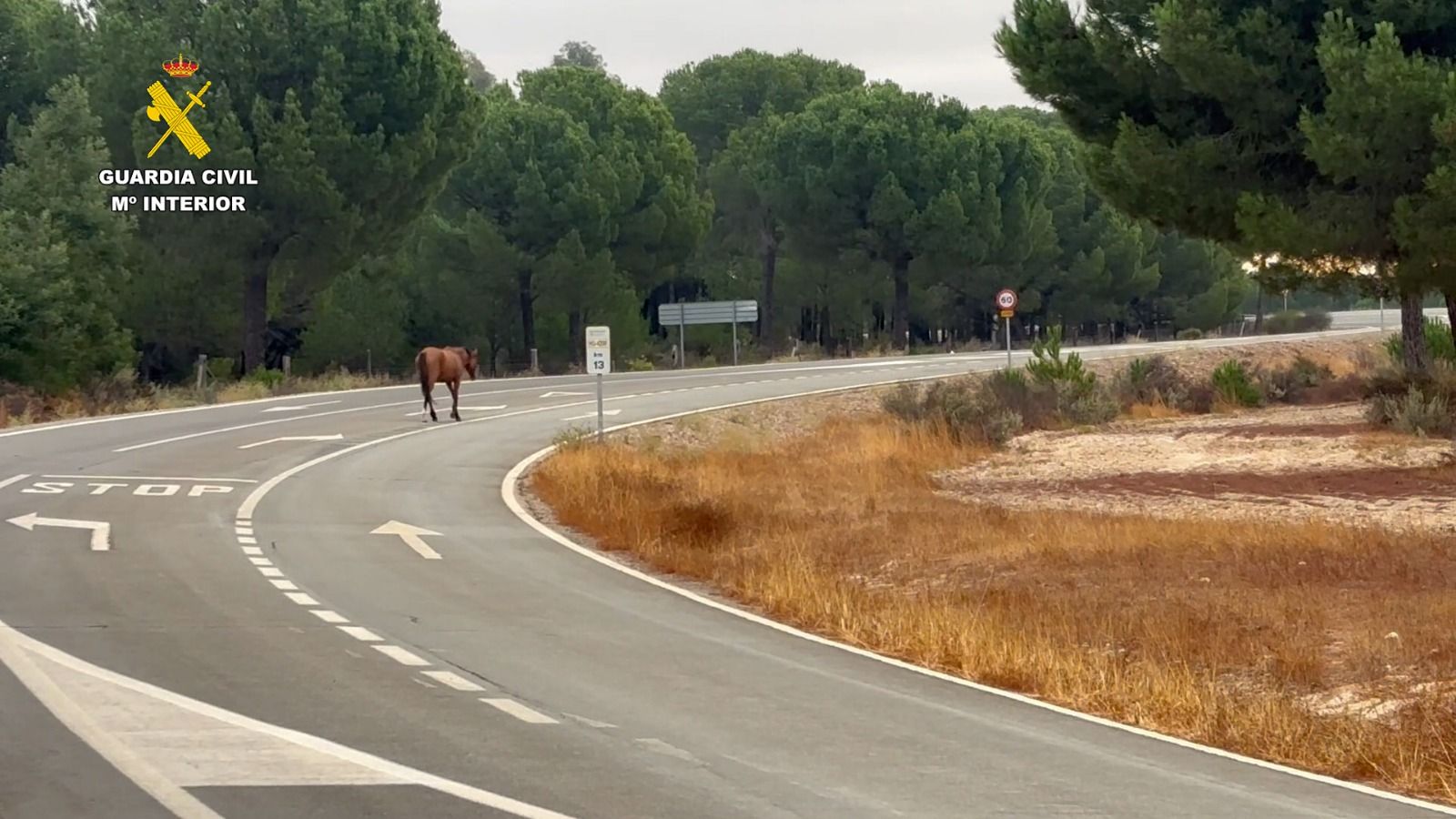 Retirada de caballos sueltos por la Guardia Civil en el entorno de Doñana.