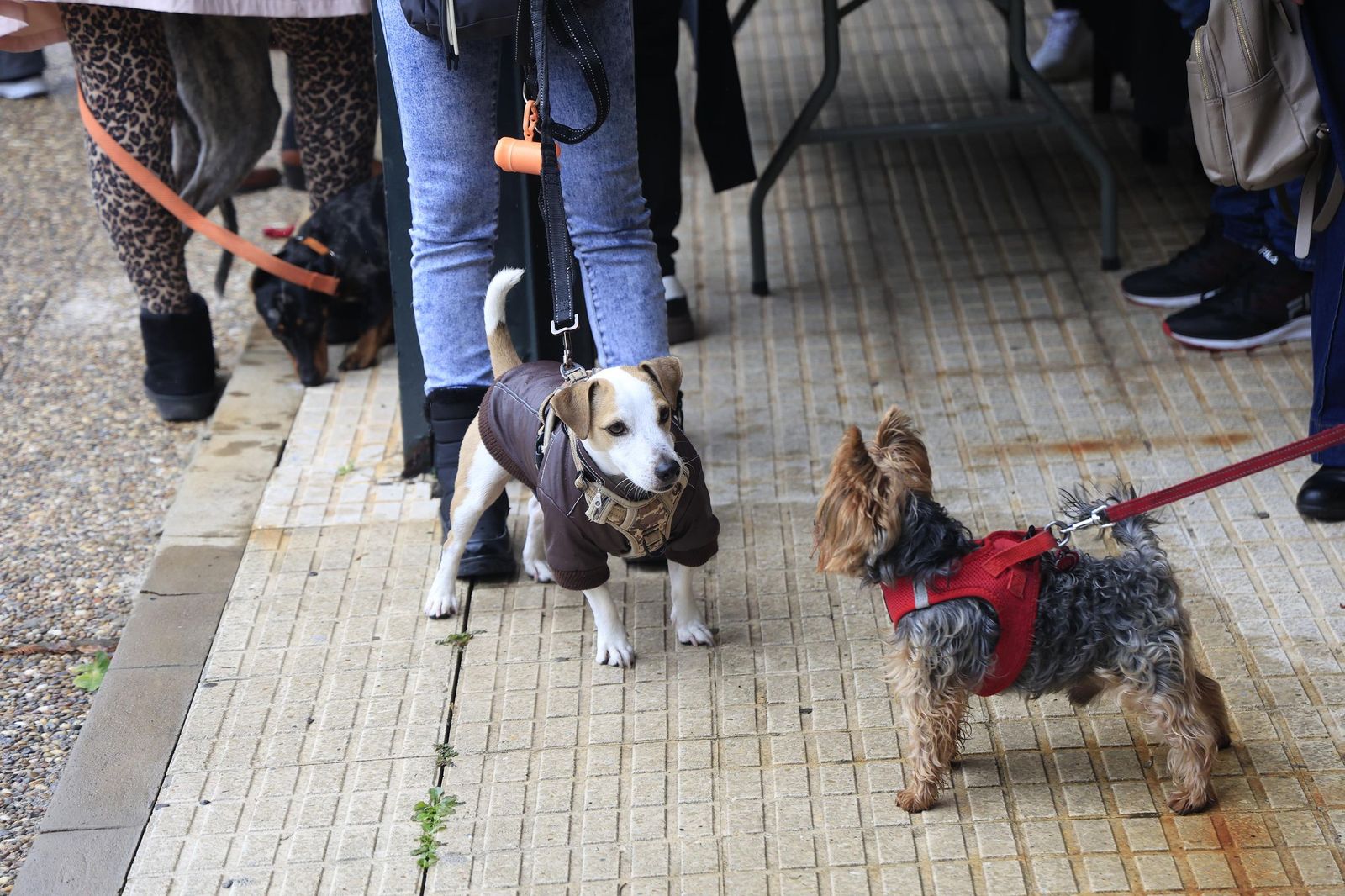 Las fotografías de la bendición de las mascotas por San Antón 2026