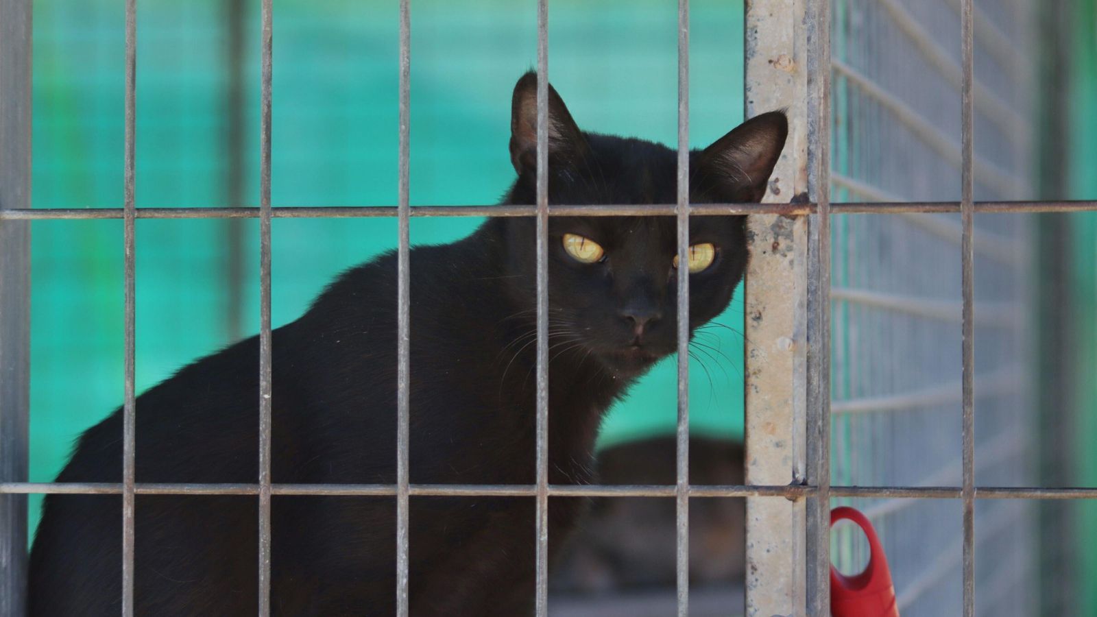 Gato en la protectora.
