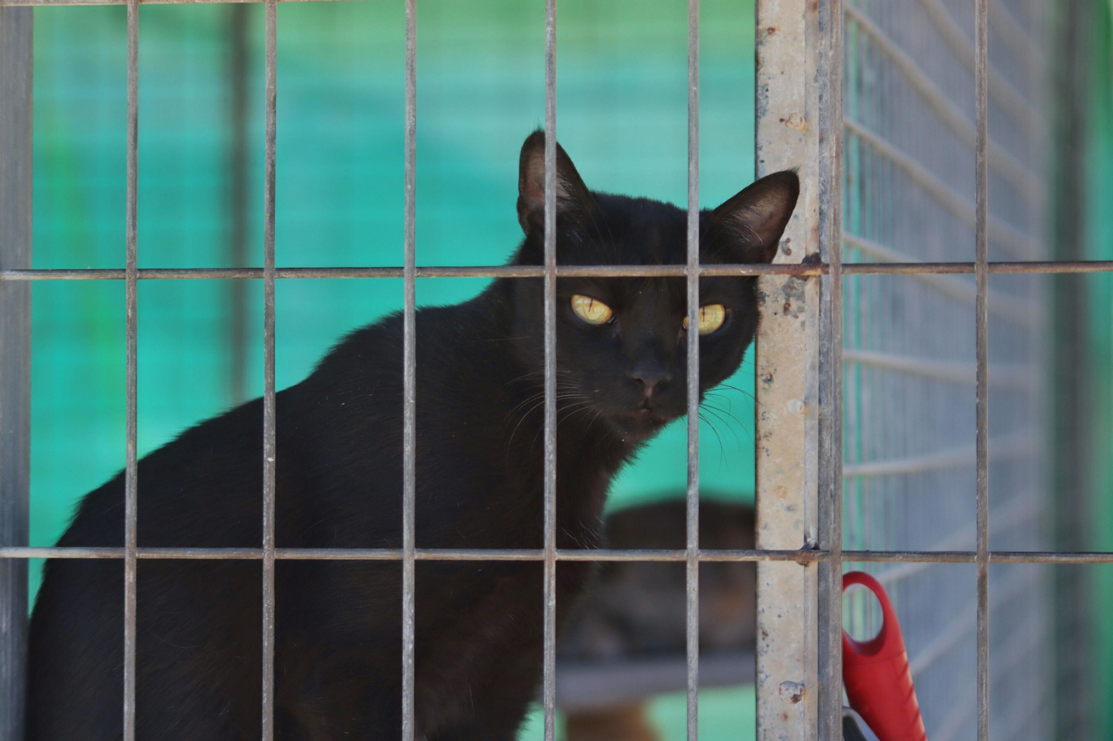 Gato en una protectora de animales.