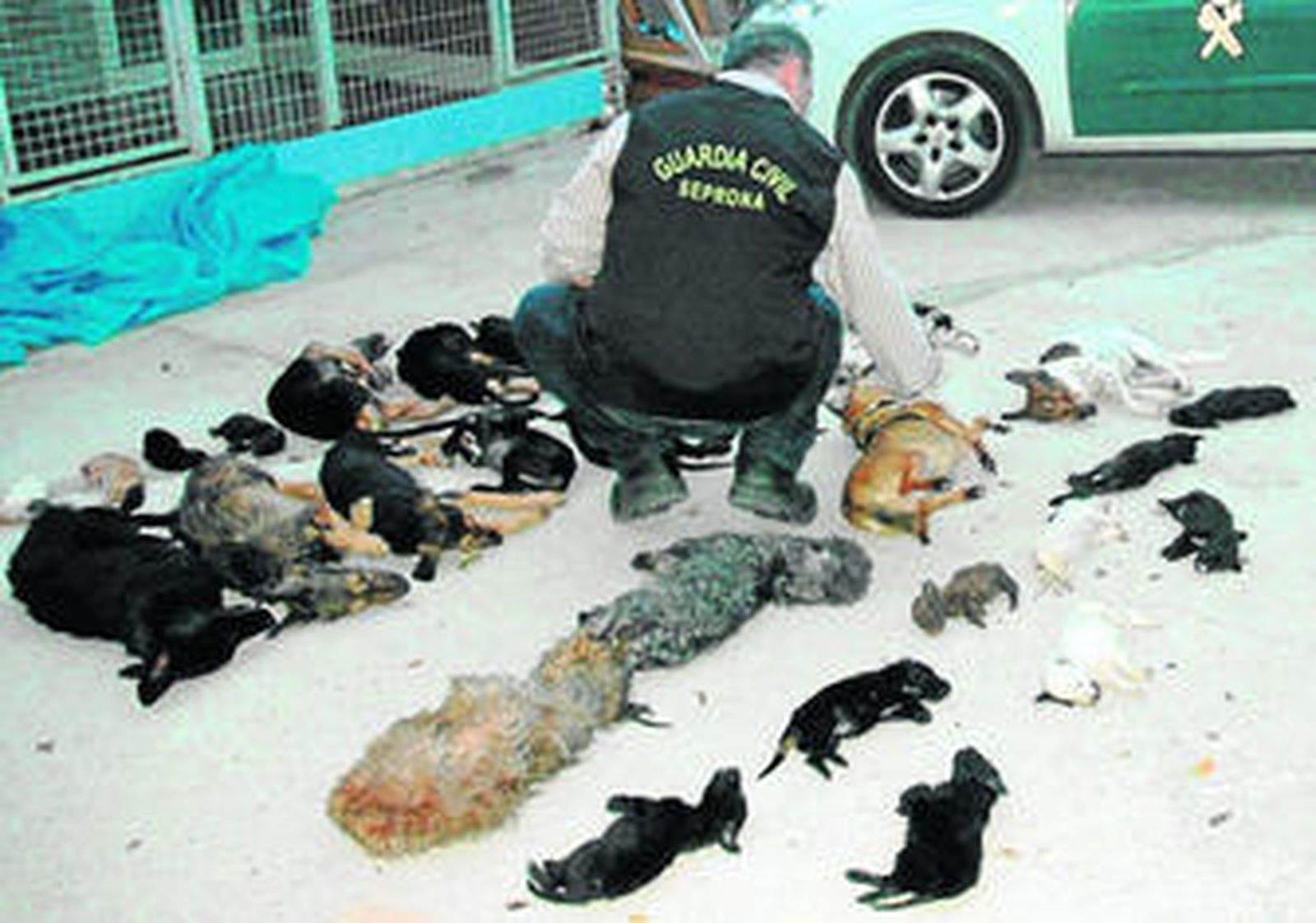 Un agente del Seprona comprueba los chips de los animales.