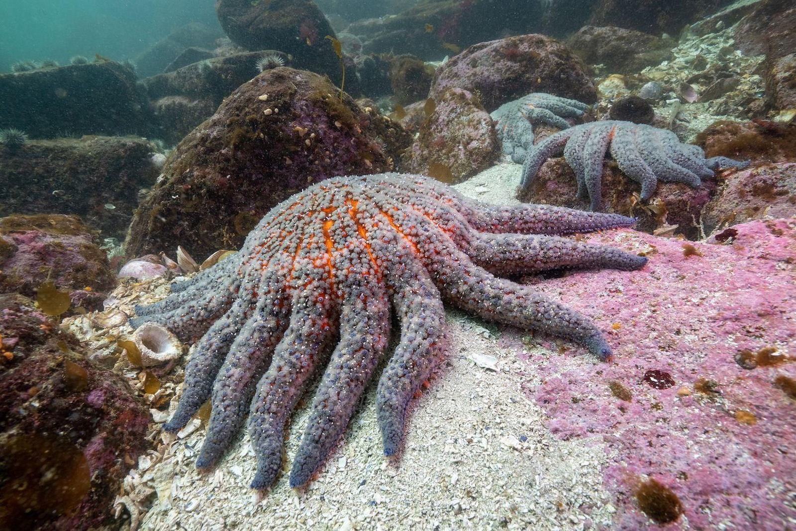 Un estrella de mar girasol, principal víctima de la bacteria identificada.