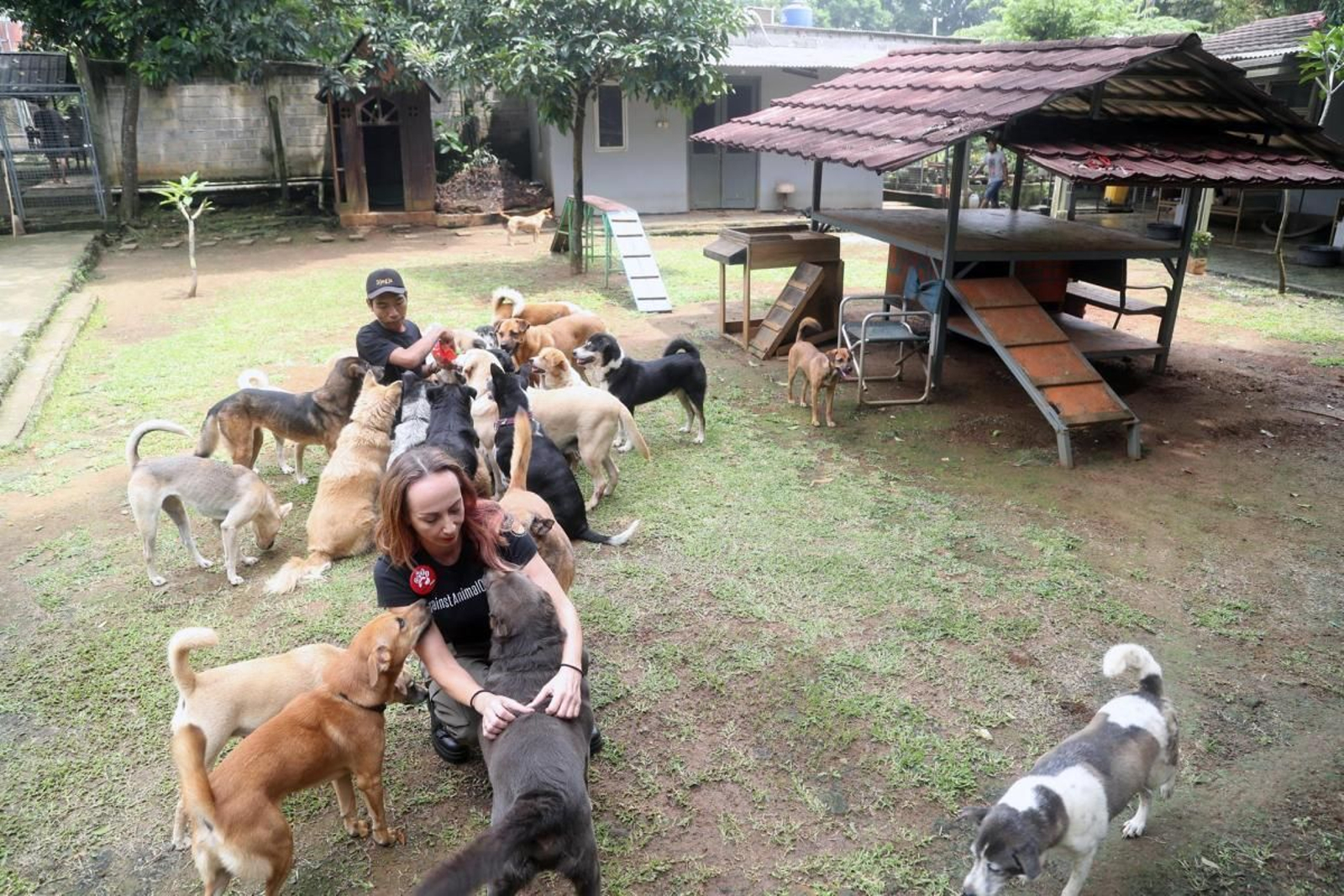 Los perros rescatados de un matadero en Indonesia disfrutan de Una nueva vida en Canadá