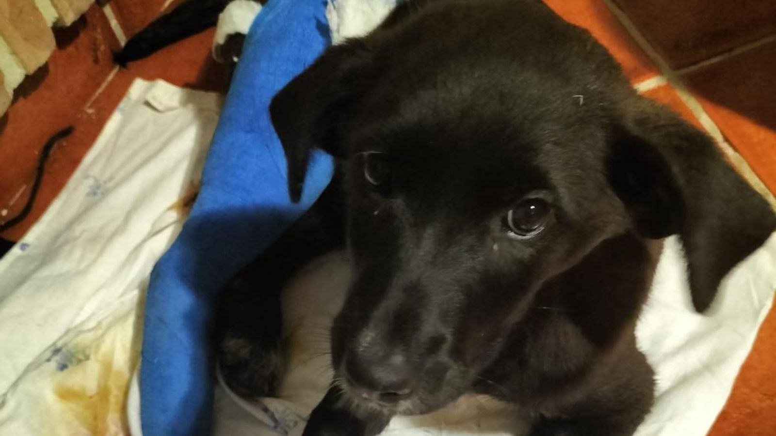 El animal que busca nuevo hogar