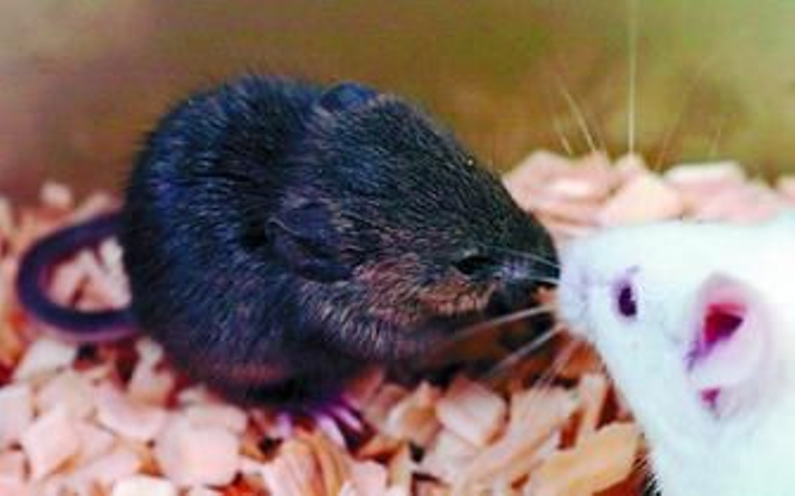 La imagen muestra a uno de los ratones (el de la izquierda) clonado con esta nueva técnica.