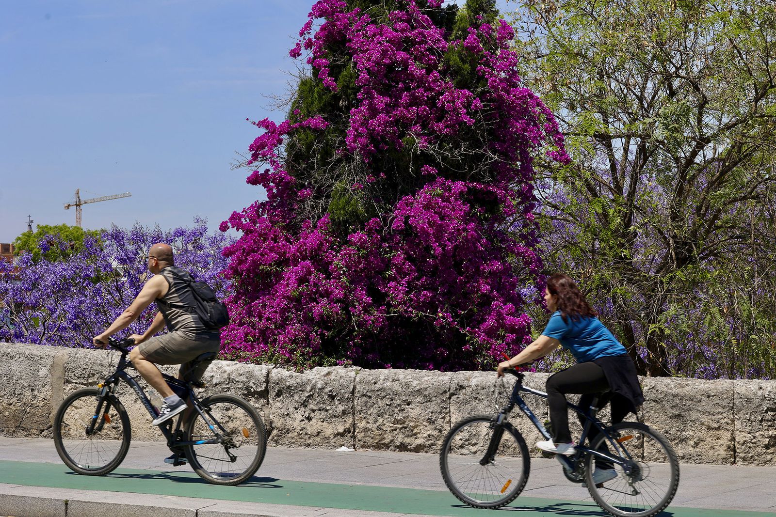La buganvilla, la otra flor de Sevilla