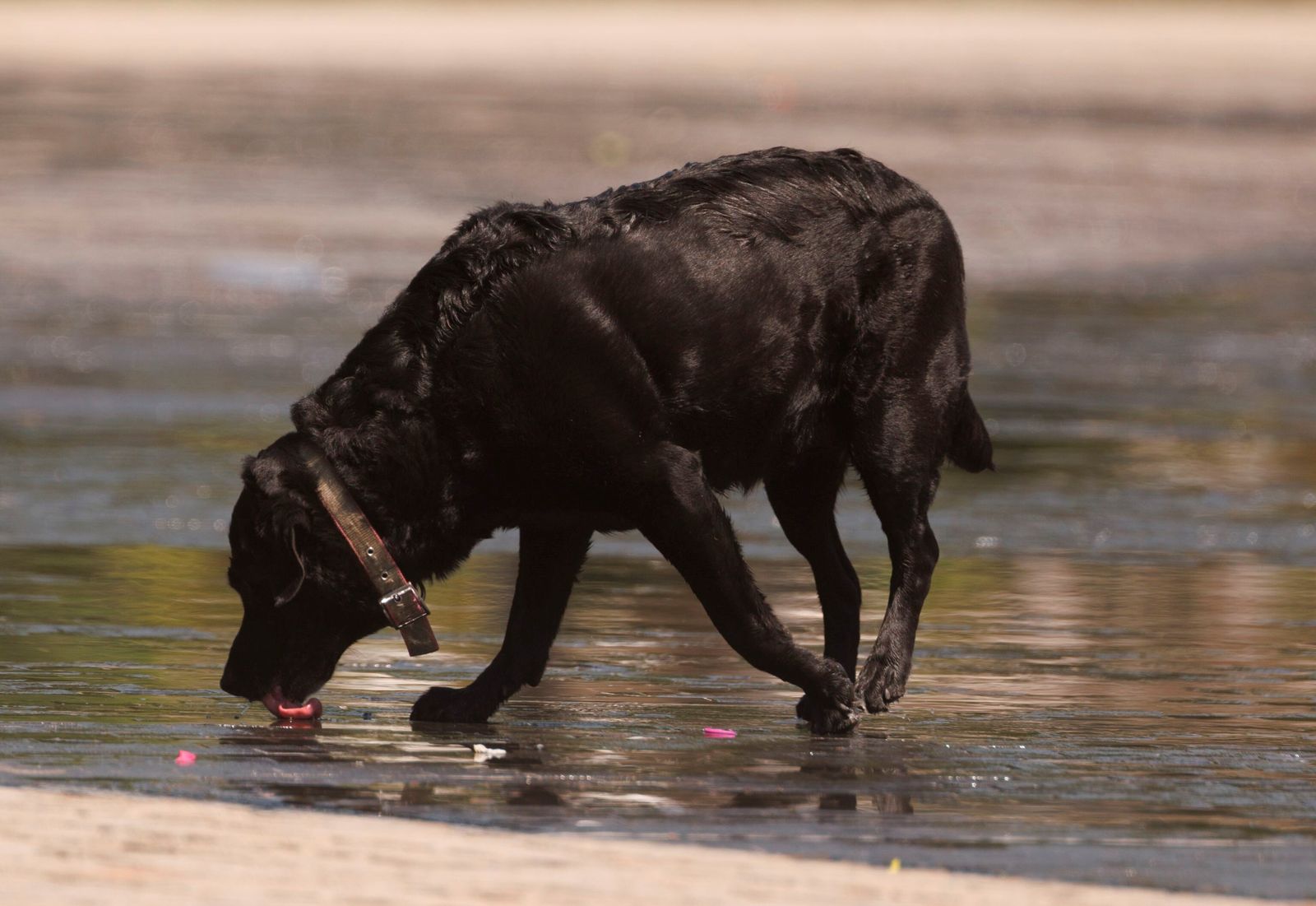 Mascotas: consejos para prevenir que les de un golpe de calor