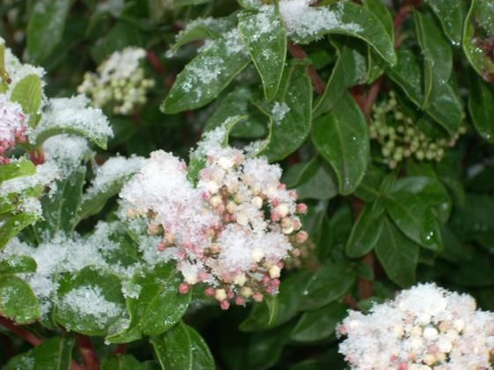 Restos de nieve en las plantas./ Reyes Garrido
