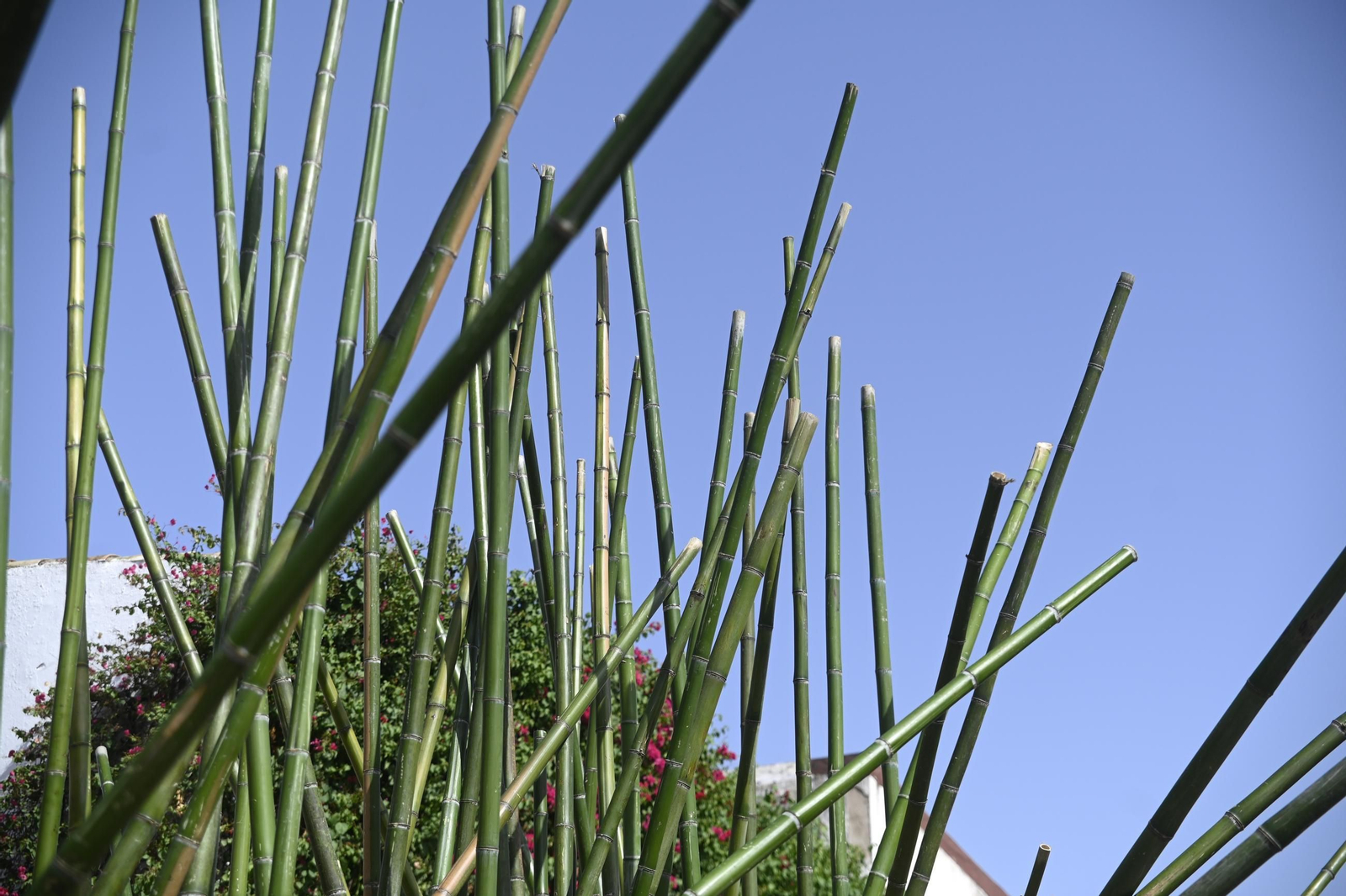 Inicio de los montajes de Flora 2025.