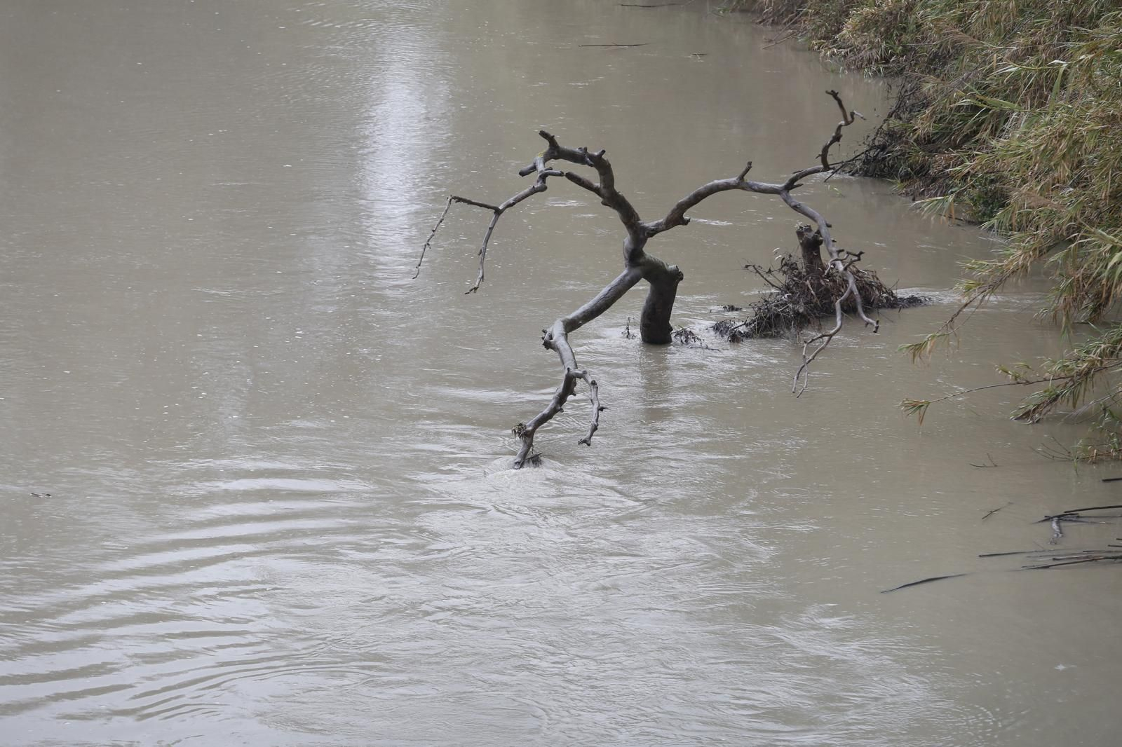 Un árbol rodeado por el cauce del río Guadiaro. Un árbol rodeado por el cauce del río Guadiaro.