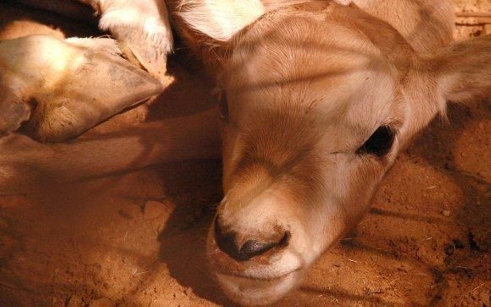 Nace un Orix de Arabia en el Zoobotánico