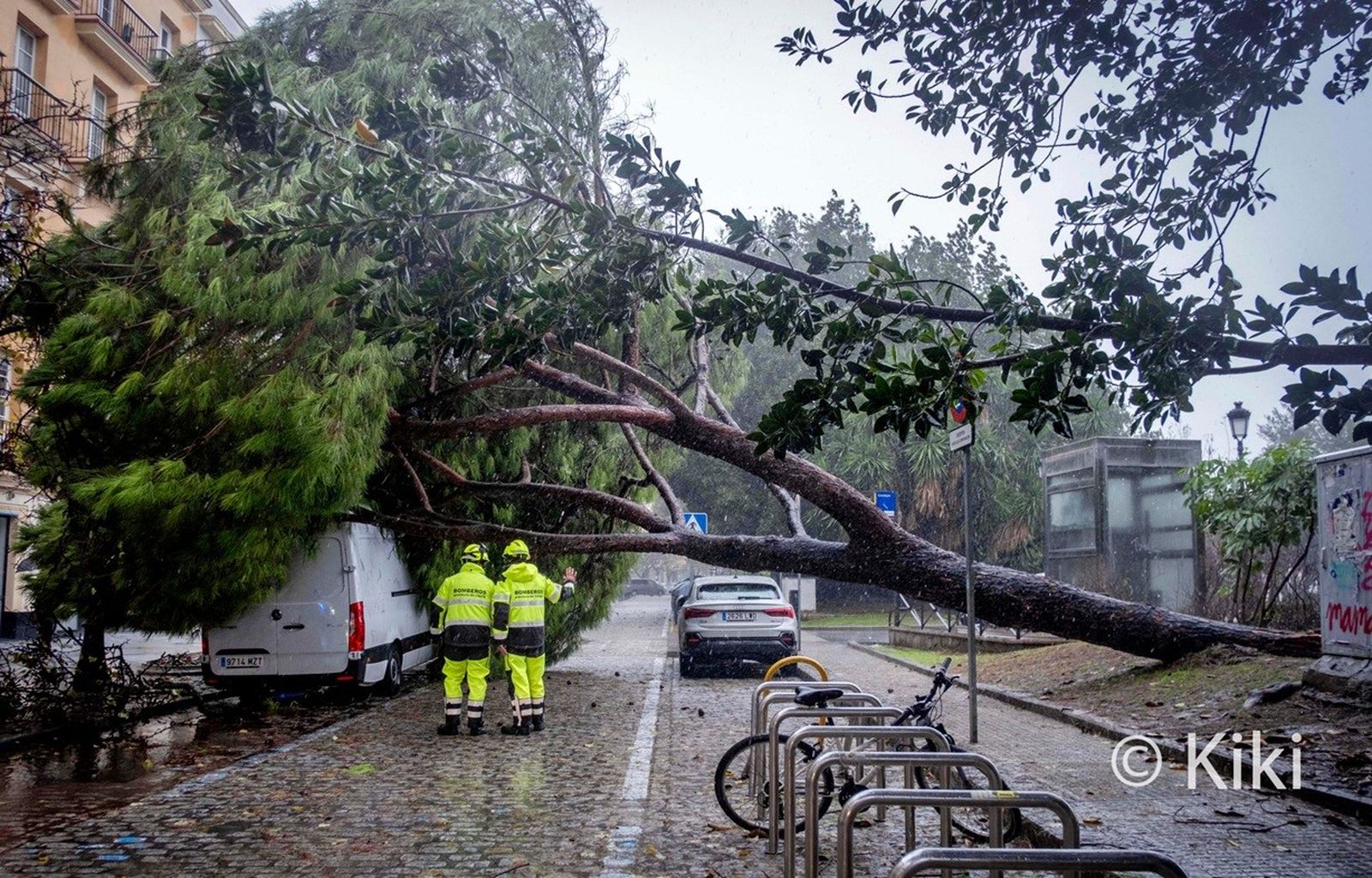 Árbol derribado por el viento en las últimas fechas en la zona de Canalejas.