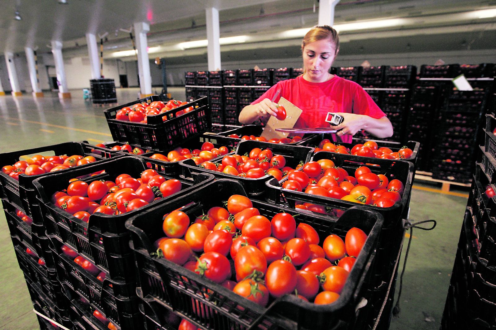Producción de tomate.