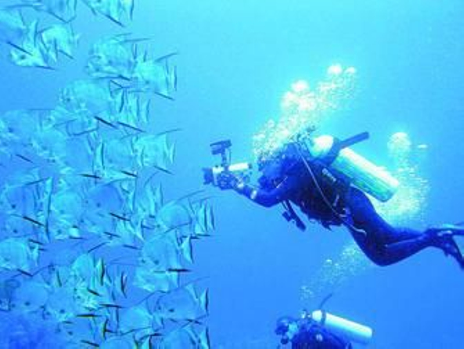 Dos submarinistas inmortalizan parte de la fauna de los fondos del Mar Alborán.