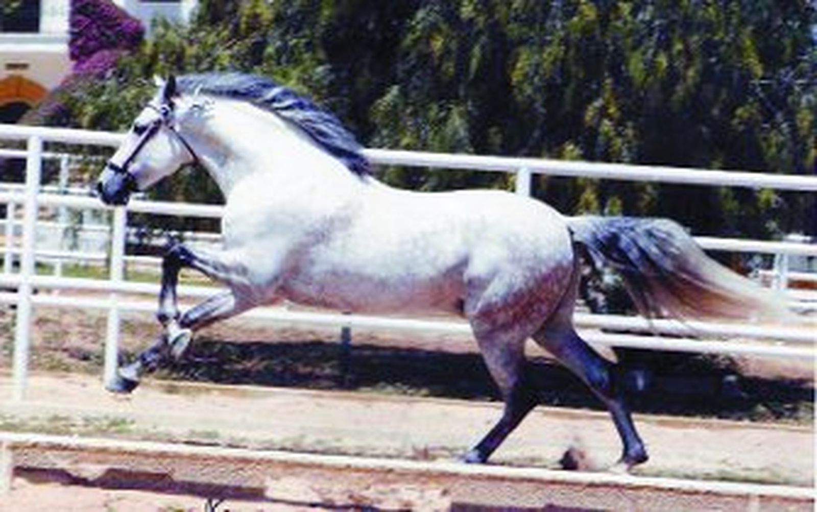 Equisur y la vida eterna