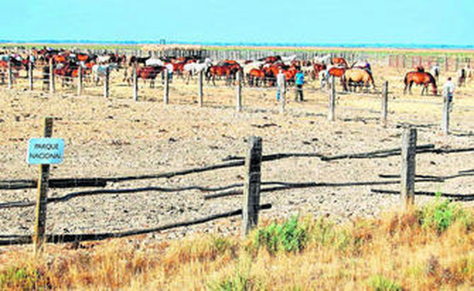 Ganado marismeño, en el Parque Nacional de Doñana.
