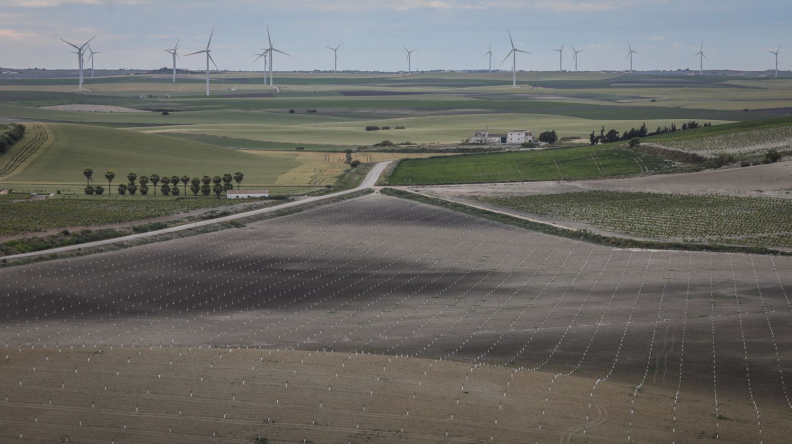 Almendros y olivos en plena campiña jerezana