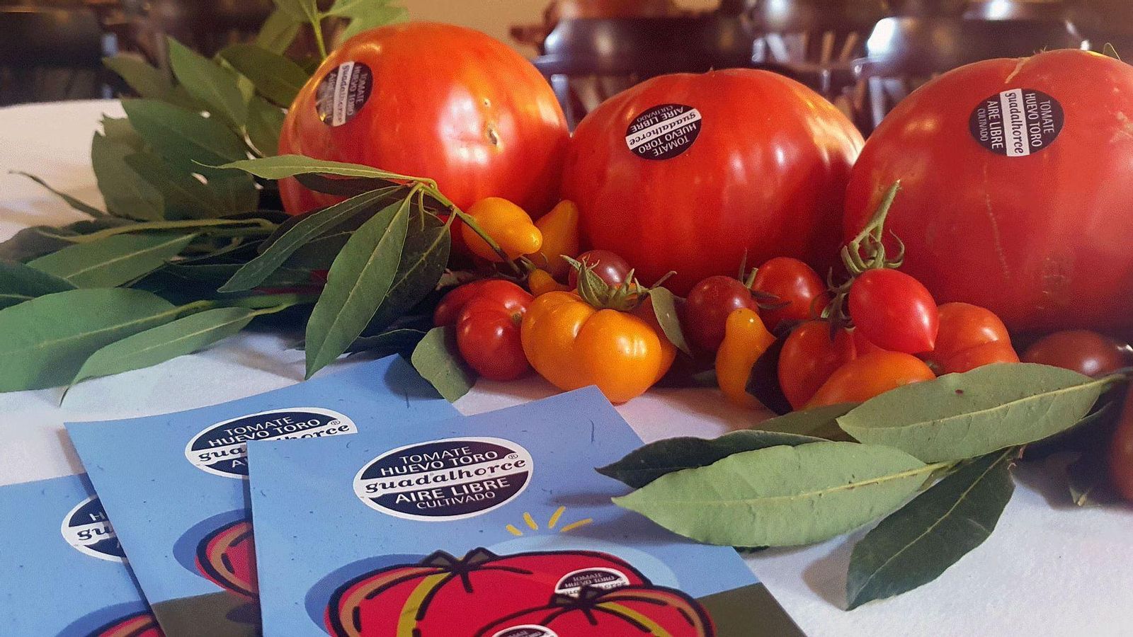 Tomate Huevo Toro cultivado al aire libre en el Valle del Guadalhorce.