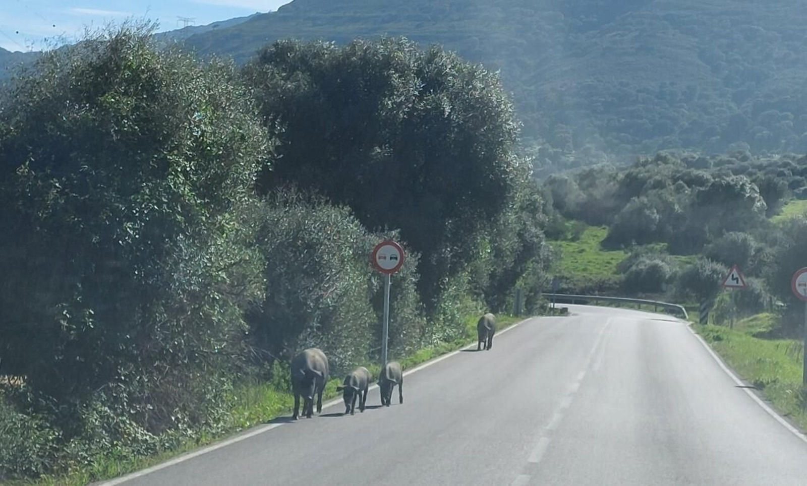 Los cerdos, por la carretera de Botafuegos en Algeciras.
