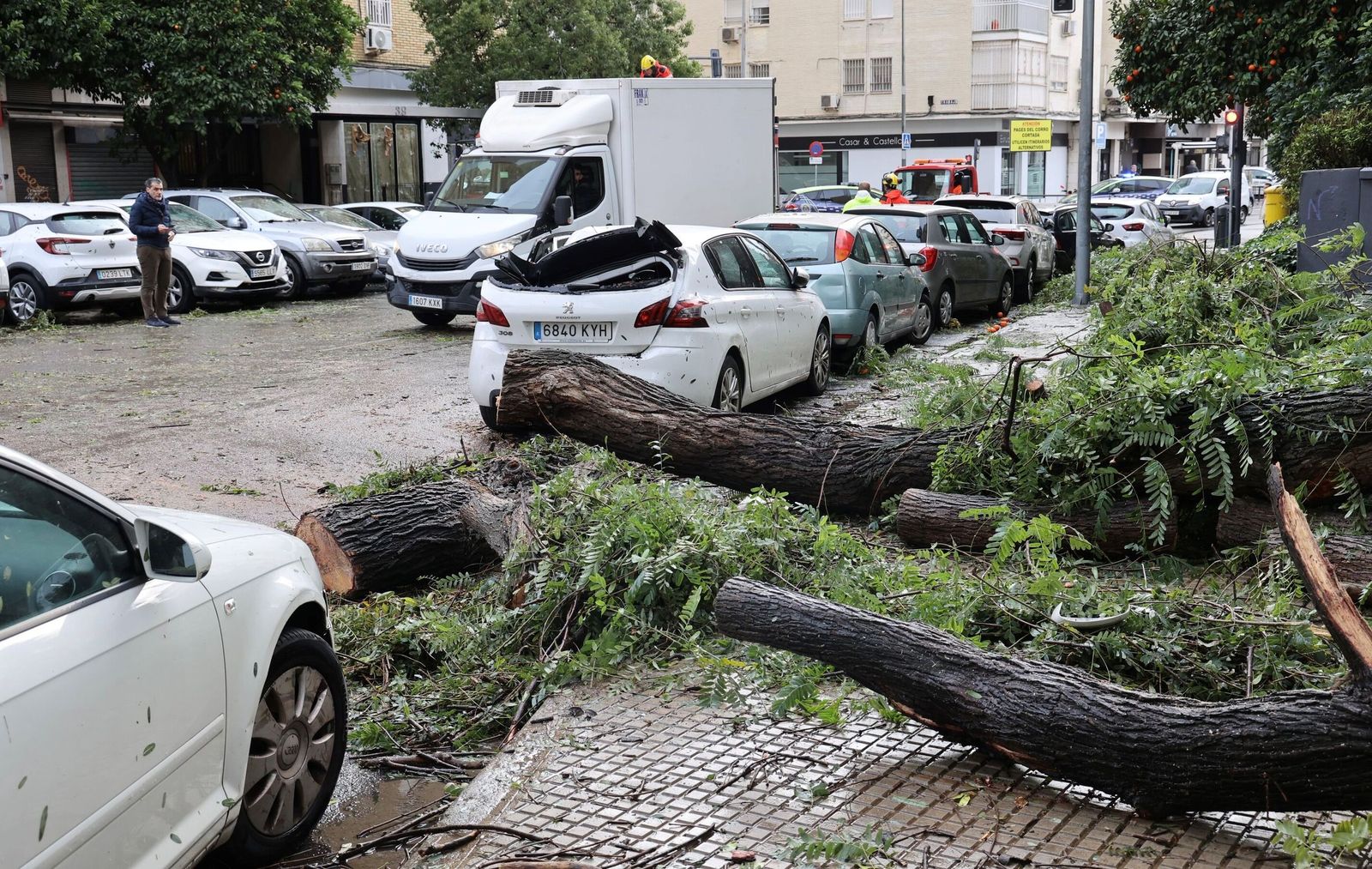 La caída de árboles ha sido la tónica general en la ciudad por las fuertes rachas de viento.