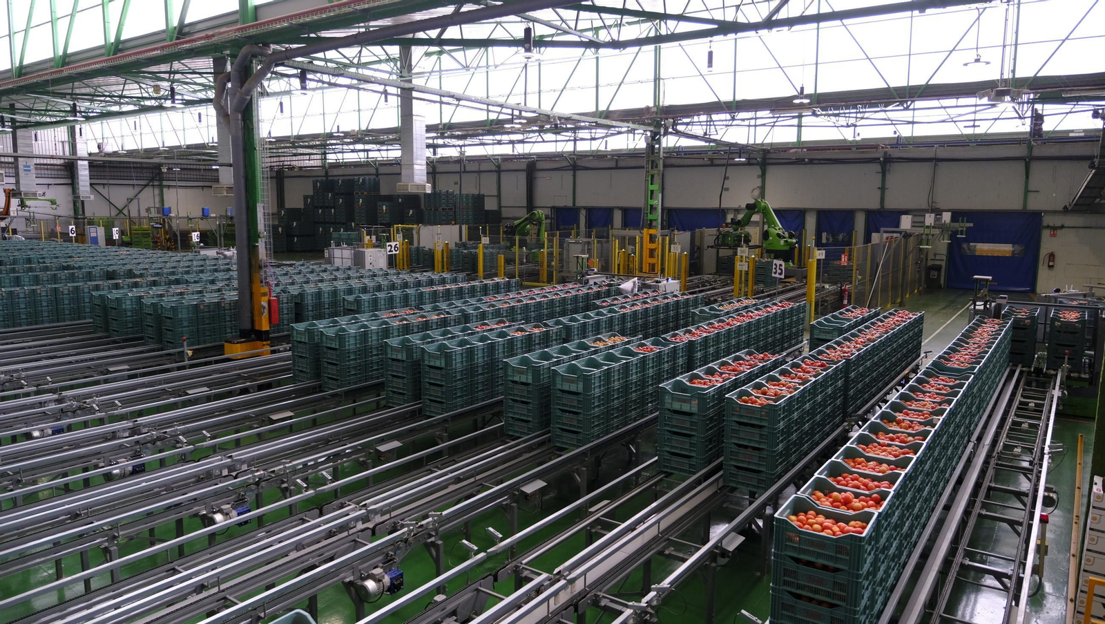 Tomates del campo almeriense para los lineales de los supermercados, en imágenes