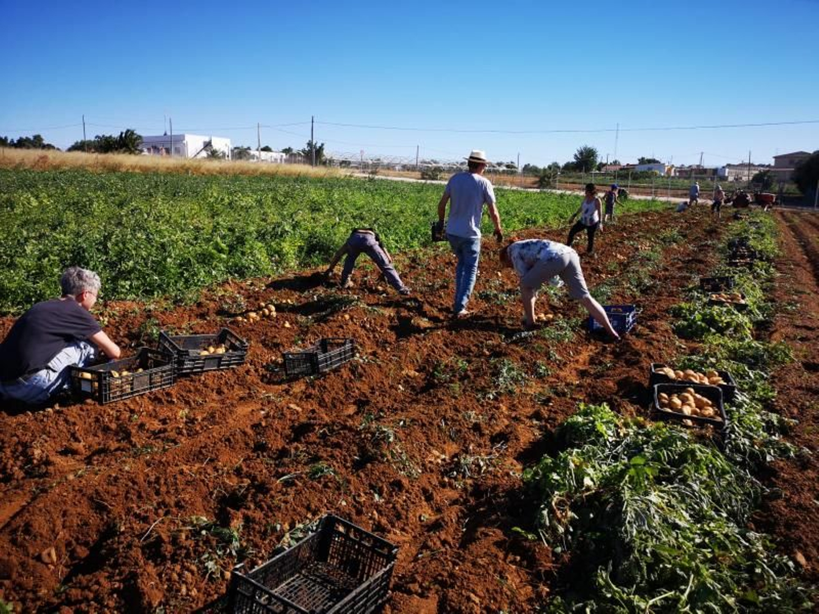 Producción de verduras y hortalizas ecológicas de La Reverde, participante de la primera edición del programa Sustentta