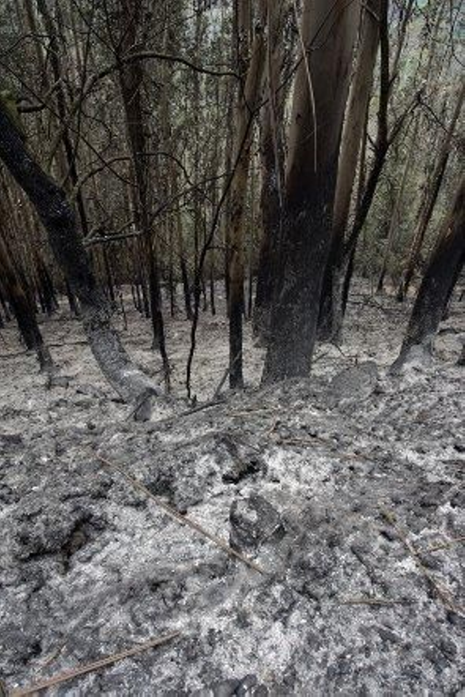 La Xunta da por controlado el fuego de As Fragas