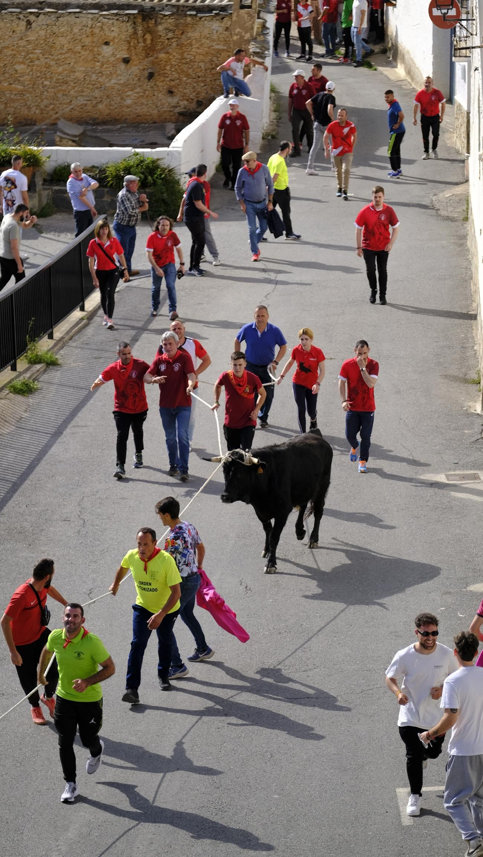 Los toros ensogados de Ohanes, en imágenes