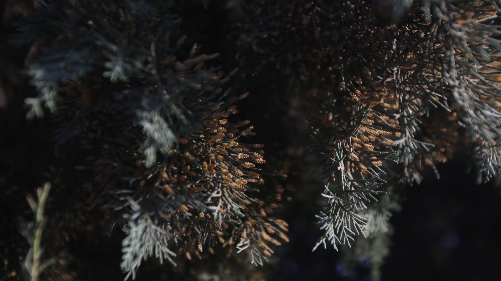 Floración del ciprés.