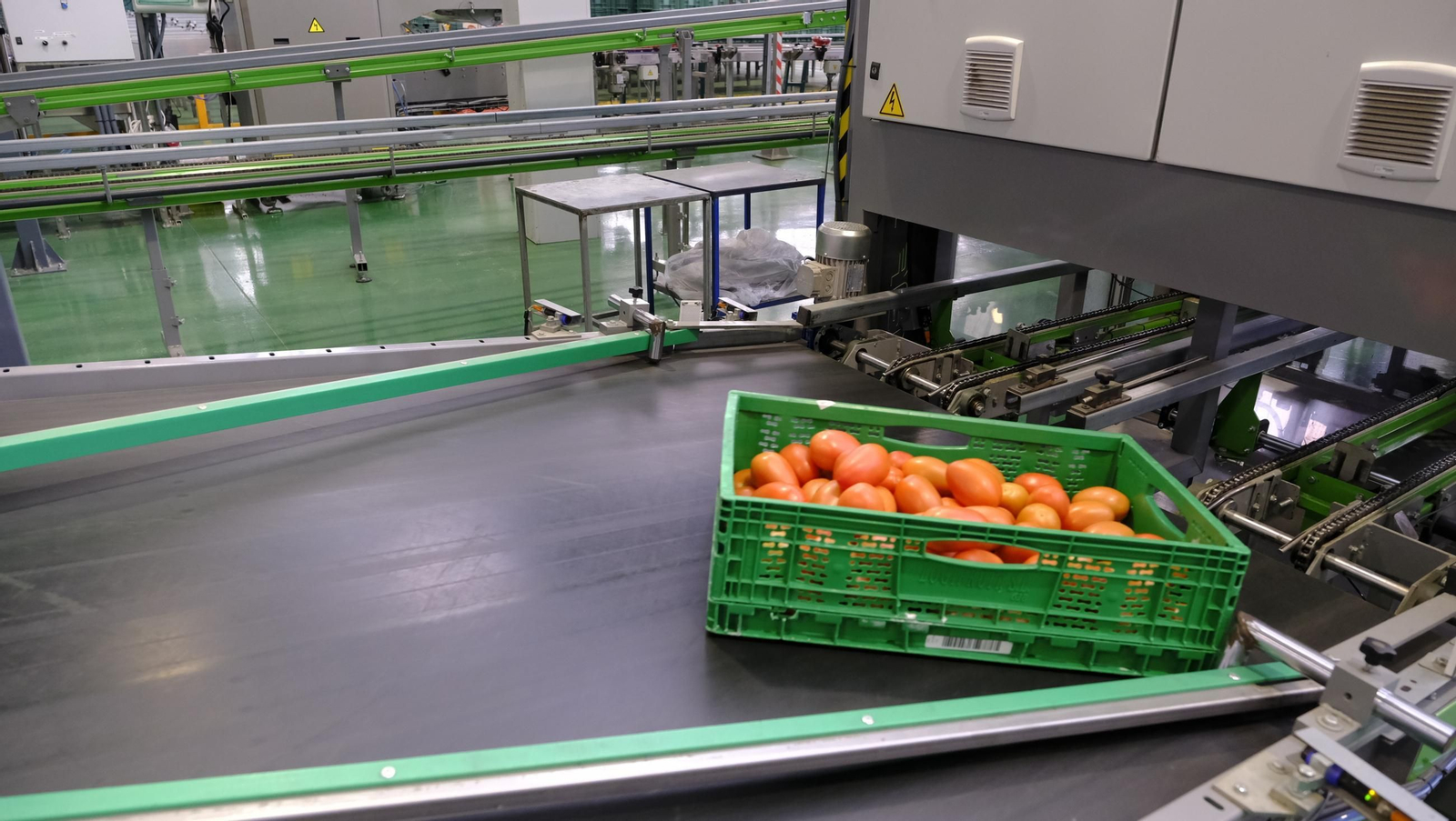 Tomates del campo almeriense para los lineales de los supermercados, en imágenes