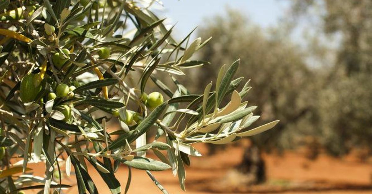 Una cosecha “residual” de aceituna es compatible con cobrar el paro
