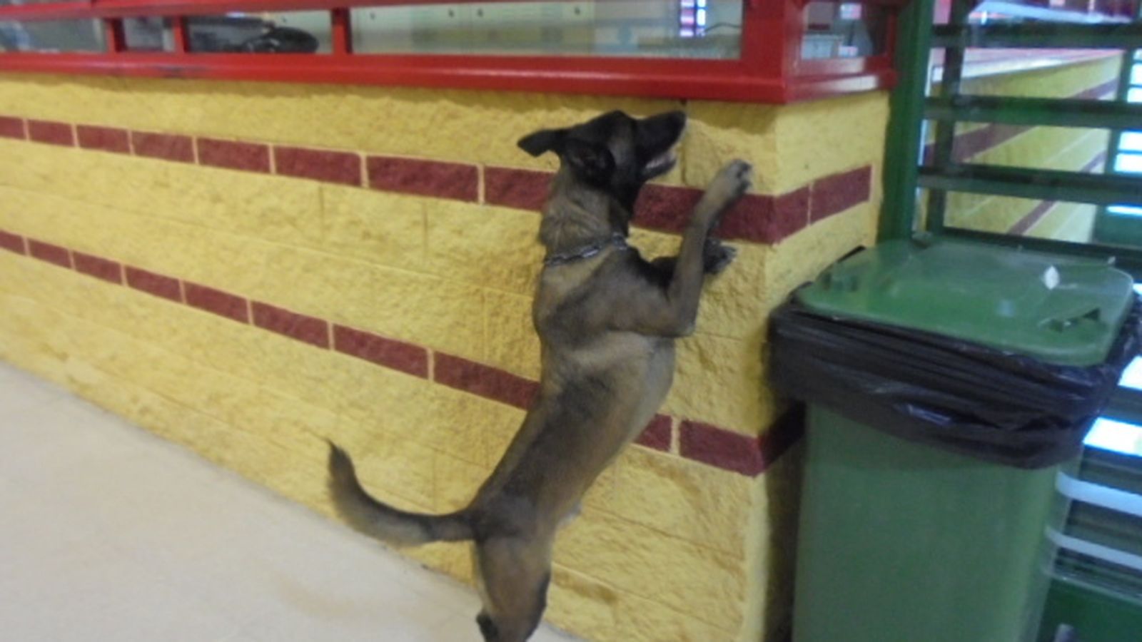 Uno de los canes en las instalaciones de Sevilla-II.