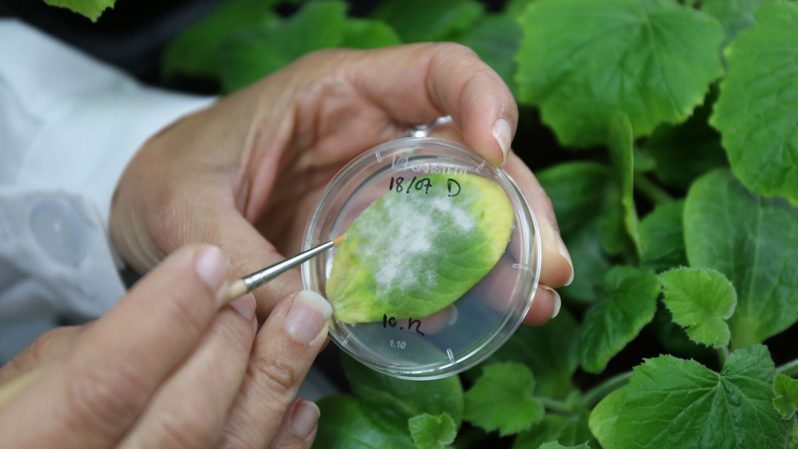 El oidio de cucurbitáceas cubre la hoja y le resta capacidad de fotosíntesis.