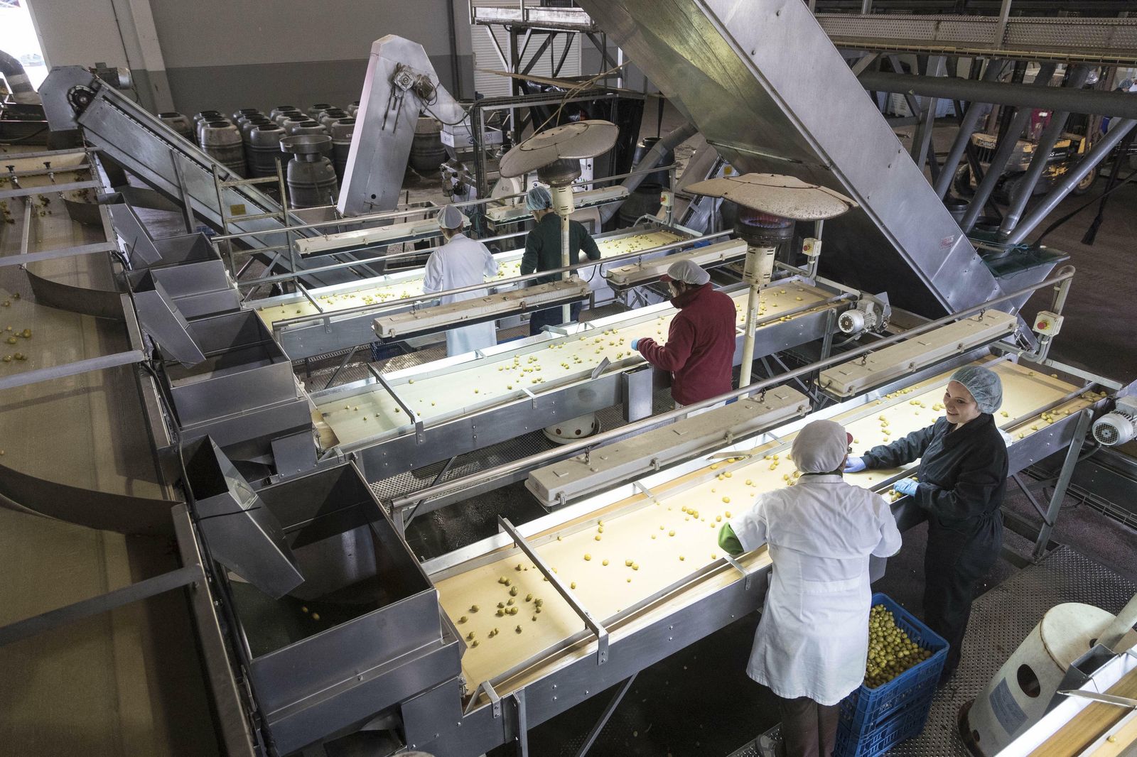 Alumnas de FP Dual desarrollan sus prácticas en una cooperativa de aceitunas.